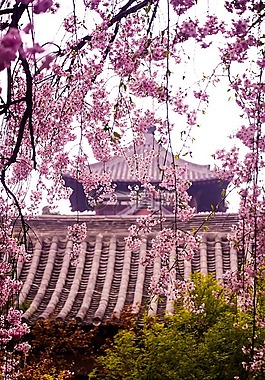 青龙寺,樱花,古建
