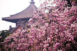 青龙寺,樱花,古建