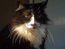 猫,晶须,燕尾服