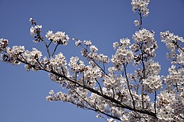 樱桃树,日本,鲜花
