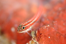 鰕虎鱼,水下生活,海