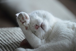 猫咪,动物,睡眠