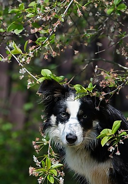 边境牧羊犬,肖像,樱桃
