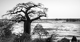 猴面包树,树,剪影