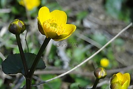 花,黄色,黄色花