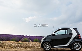 薰衣草,薰衣草场,车