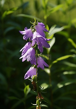 桔梗,kellokukinto,丁香花