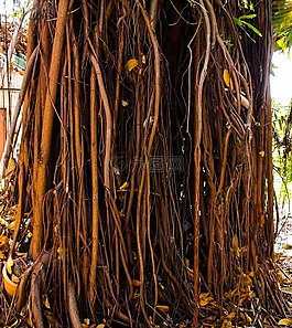 日志,空中的根,森林