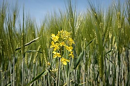 油菜,油菜开花,大麦