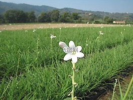 花,植物,晚香玉