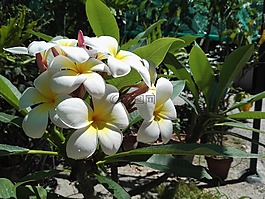 美,花,重点