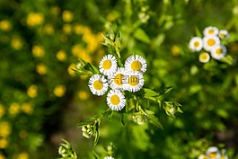 雏菊,花,白色花