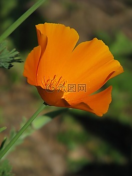 加州罂粟,罂粟,eschscholtzia加州