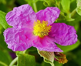 rockrose,梦乡 albidus,植物园