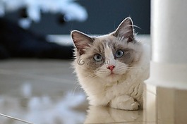 猫,布娃娃,小猫