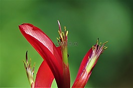 花,红色,关闭了