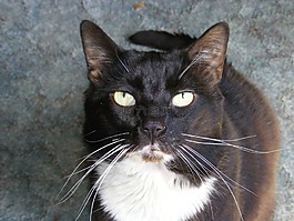 猫,猫的,猫的眼睛