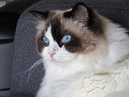 猫,布娃娃,蓝色