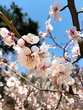 梅花,梅树,李子树
