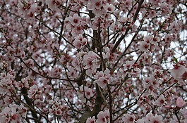 树,开花,春天