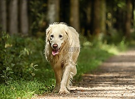 金毛猎犬,狗,猎犬