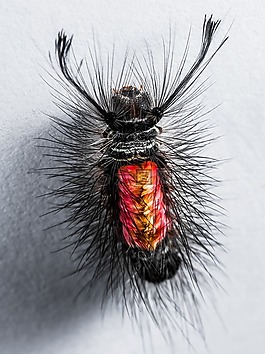 卡特彼勒,毛,刺