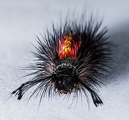 卡特彼勒,毛,刺