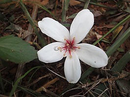flower,plant,tung oil