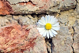 花,雏菊,墙