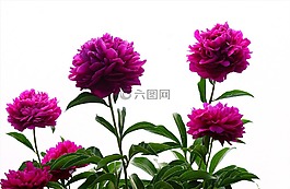 花,紫色,免扣