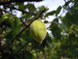 青梅,花園,蔣氏故居