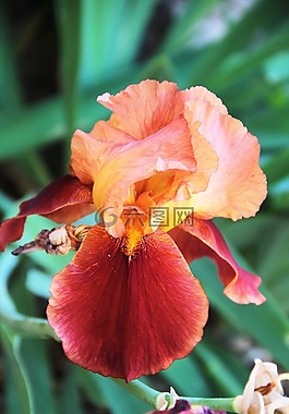 花,植物学,植物园
