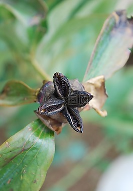 自然,图片,尼康