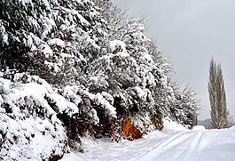 雪,冬天,霜冻