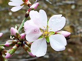 花,杏仁树,杏仁花