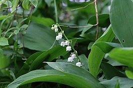 鹅口疮,5月1日,花