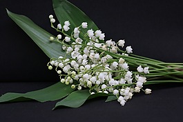 鹅口疮,5月1日,花