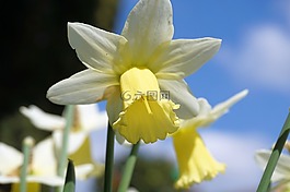 水仙,鲜花,水仙 pseudonarcissus