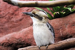 鸟,孟菲斯,动物园