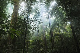 丛林,森林,树