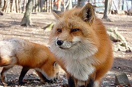 哺乳动物,犬科,狐狸