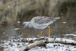 更大的 yellowlegs,鸟,海鸟