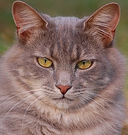 猫,猫的,宠物