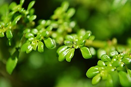 绿色枫叶,微小的叶子,微型植物