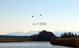 鸟飞行,飞行,鹅
