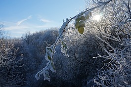 雪,森林雪景,降雪