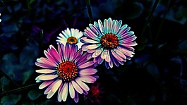 花,氖,影响