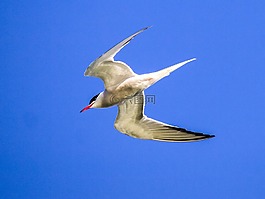 河燕鸥,schwalbe,鸟