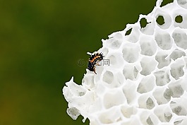 蜻蜓的幼虫图片 蜻蜓的幼虫素材 蜻蜓的幼虫模板免费下载 六图网