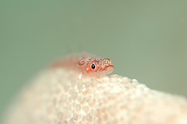 鱼,水下生活,海